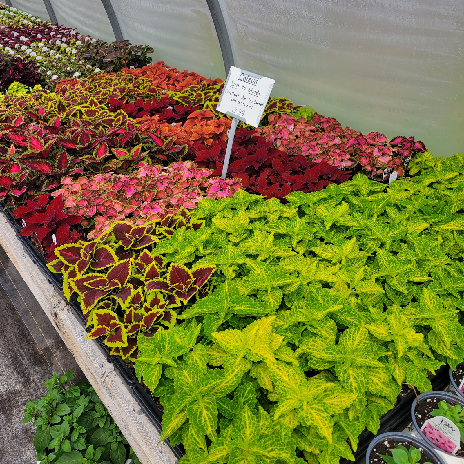Kramer Mill Greenhouses