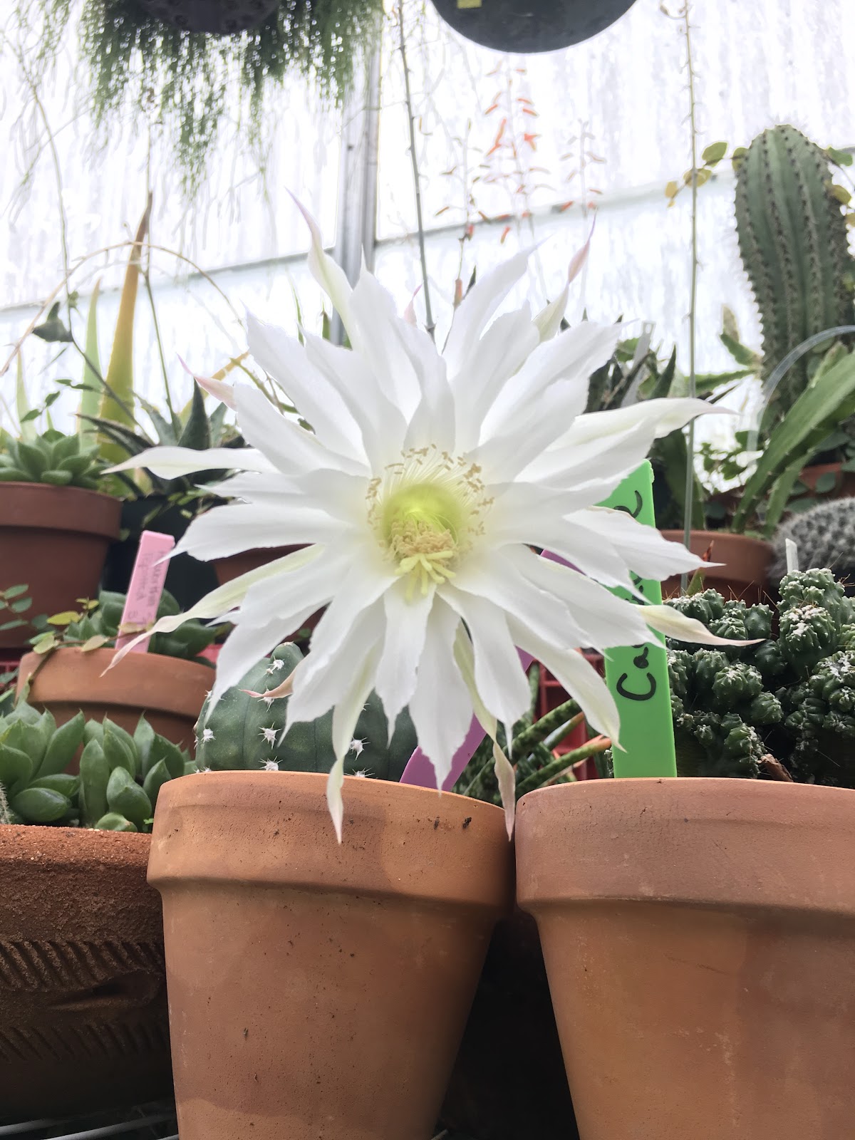 Kresge Greenhouse