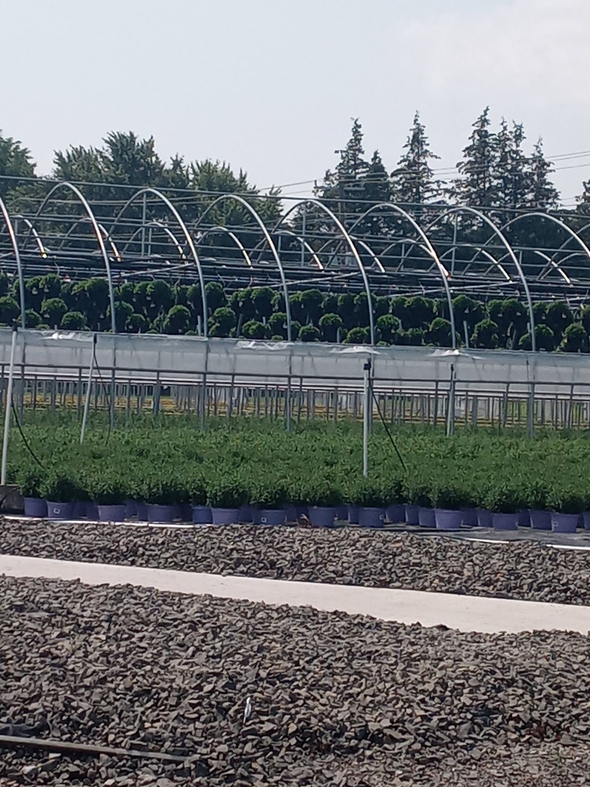 Kurtz Farms