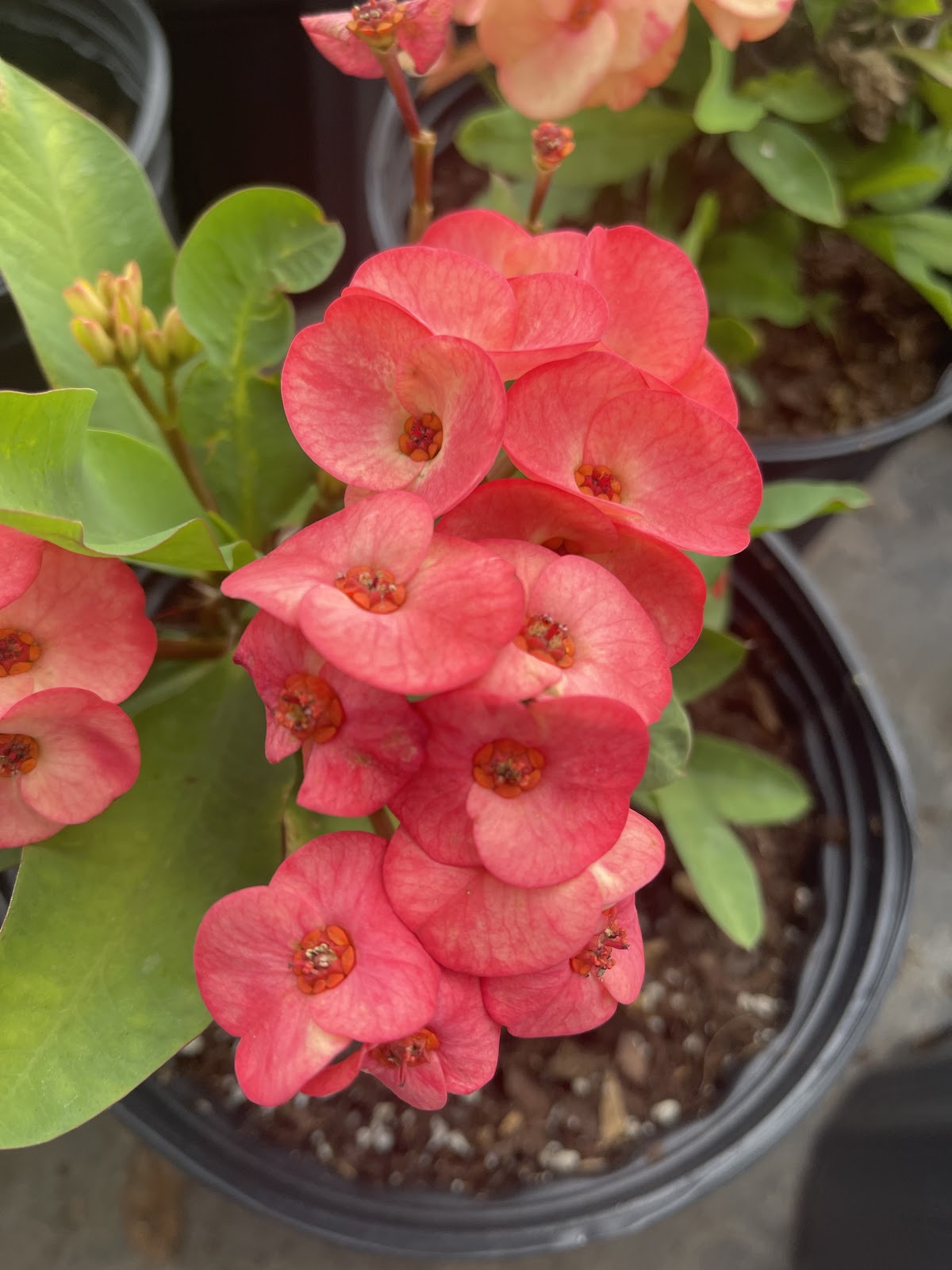 La Higuera nursery