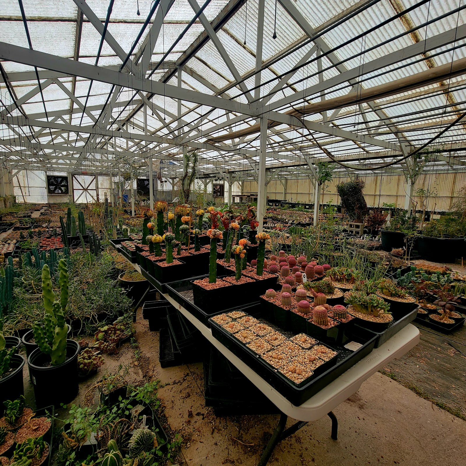 LA Succulents - Cactus & Succulent Nursery