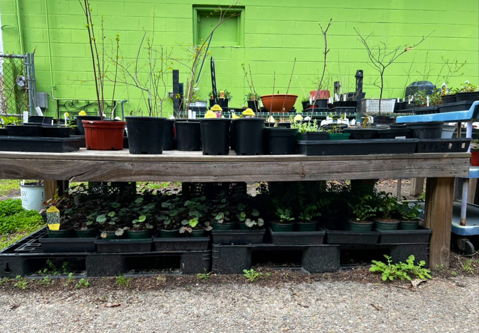 Lady Fern's Native Plants