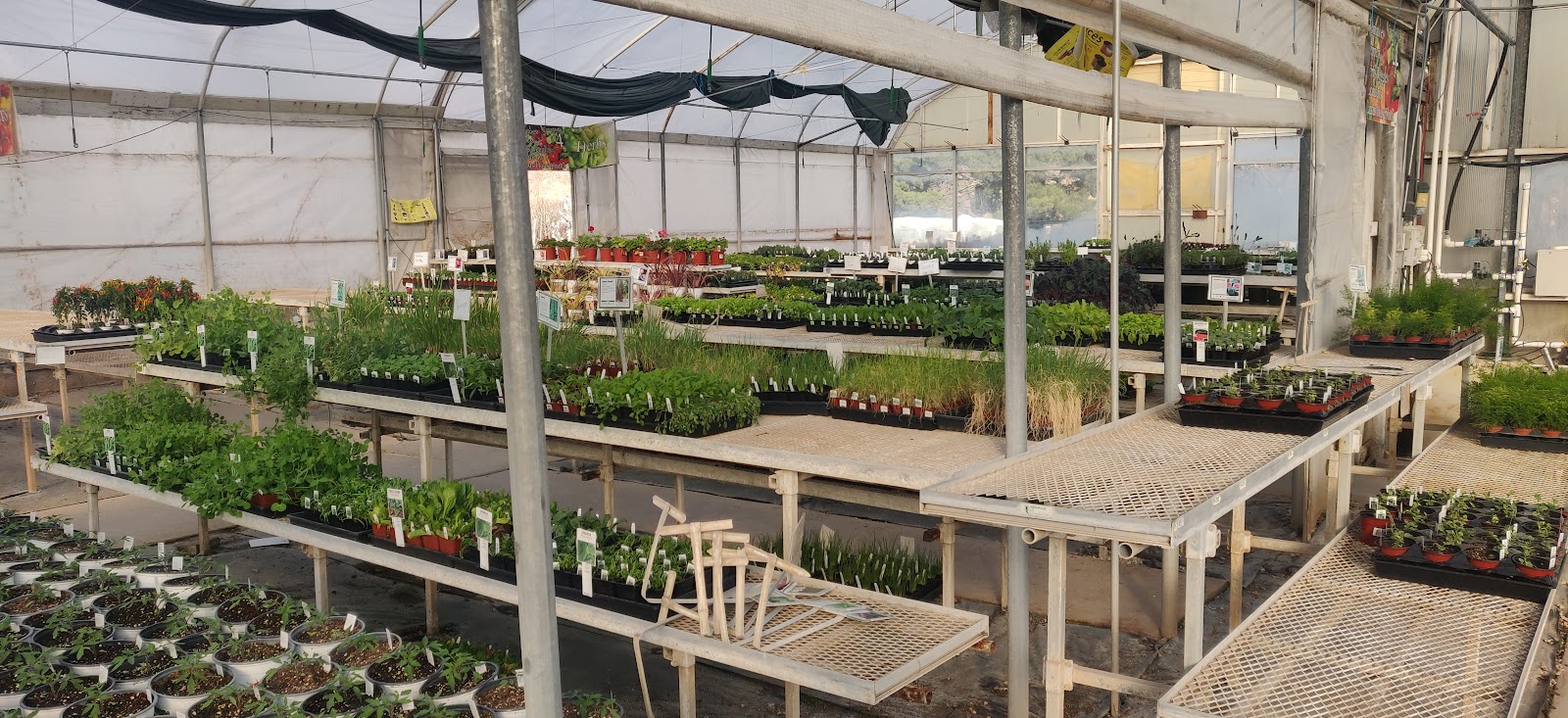 Ladybug Nursery
