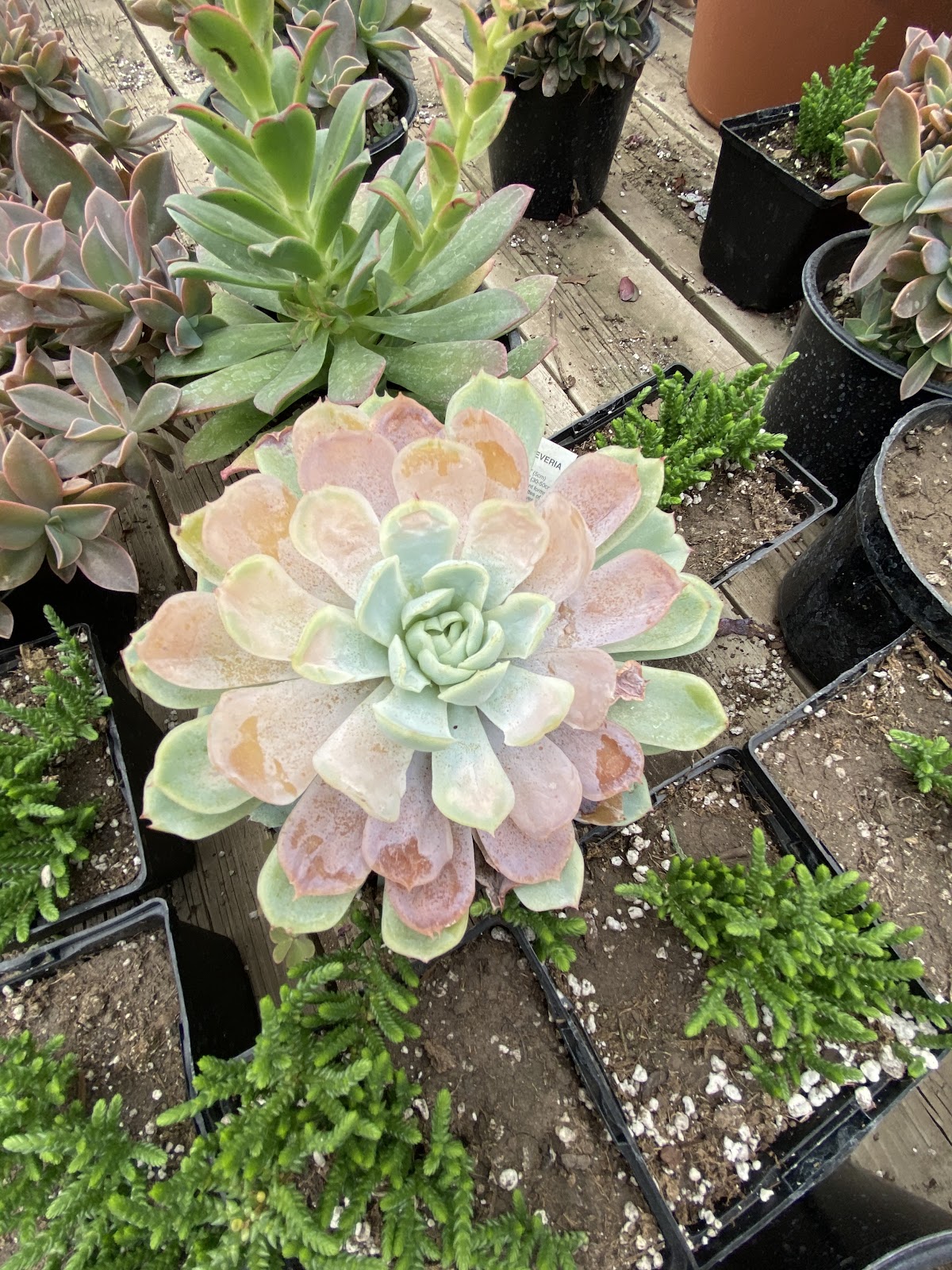 Laemmle Greenhouse