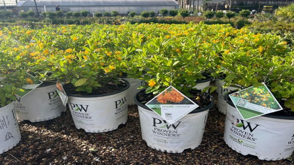 Lakeland Yard & Garden Center