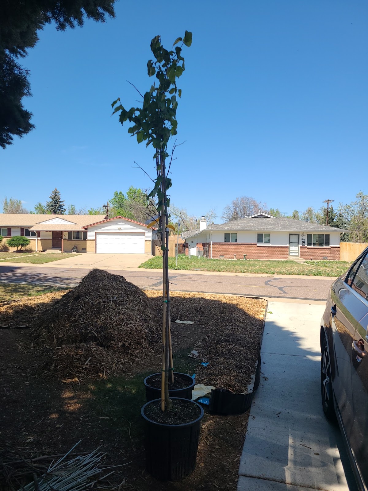 Lakewood City Forestry Greenhouse