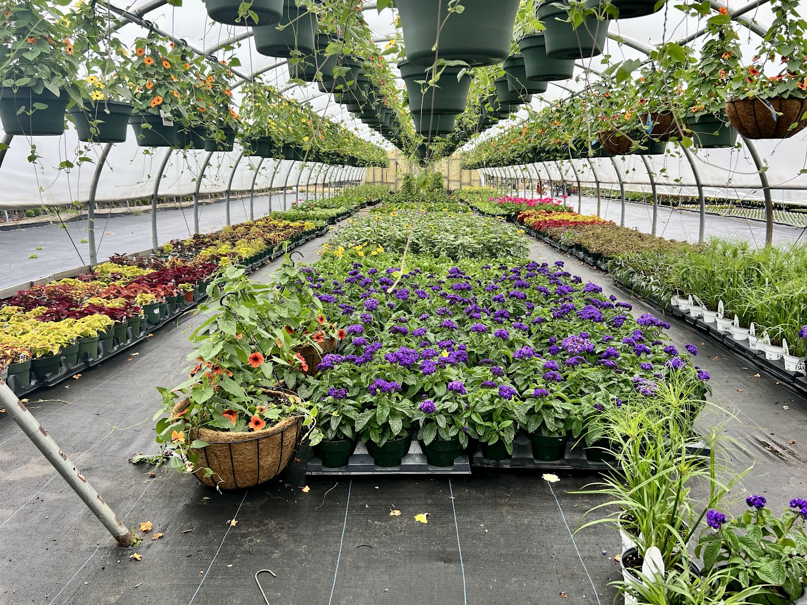 Lamoureux Greenhouses