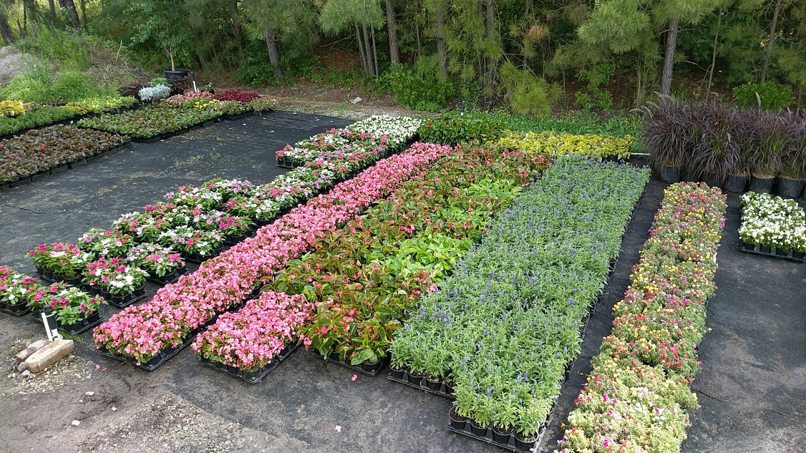 Lancaster Farms | Wholesale Plant Nursery