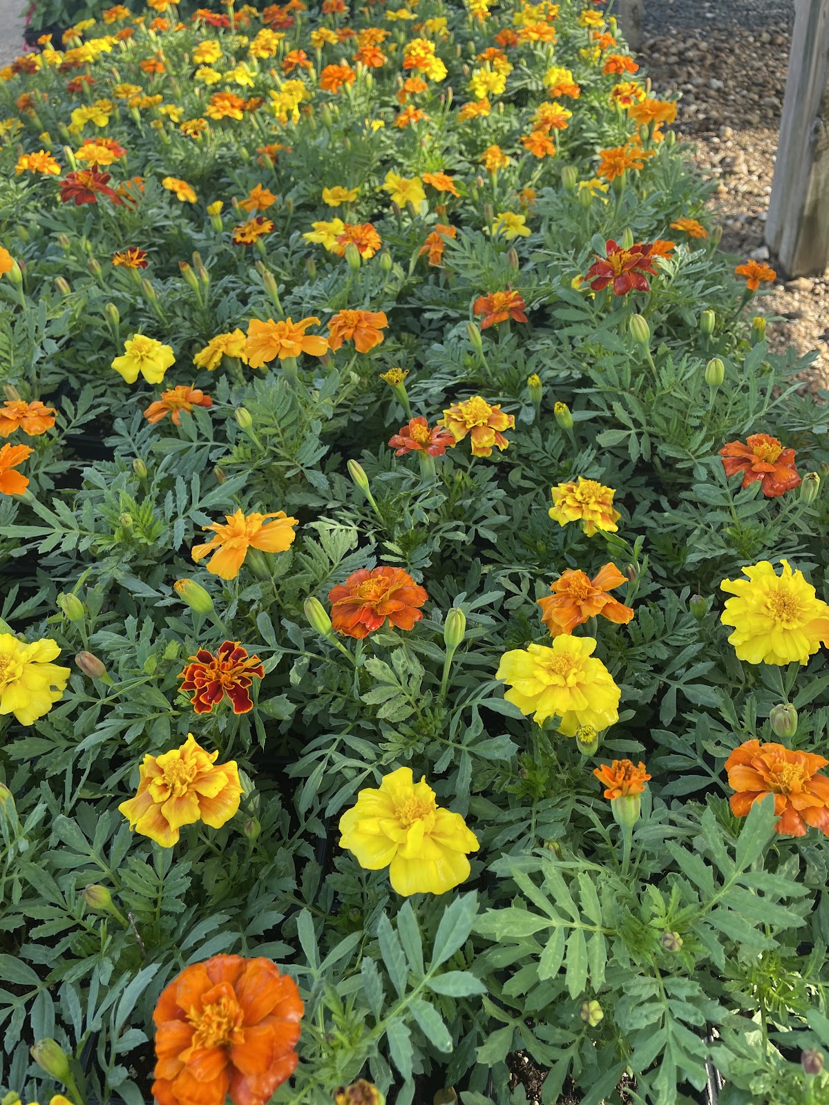 Landscaper's Wholesale Market