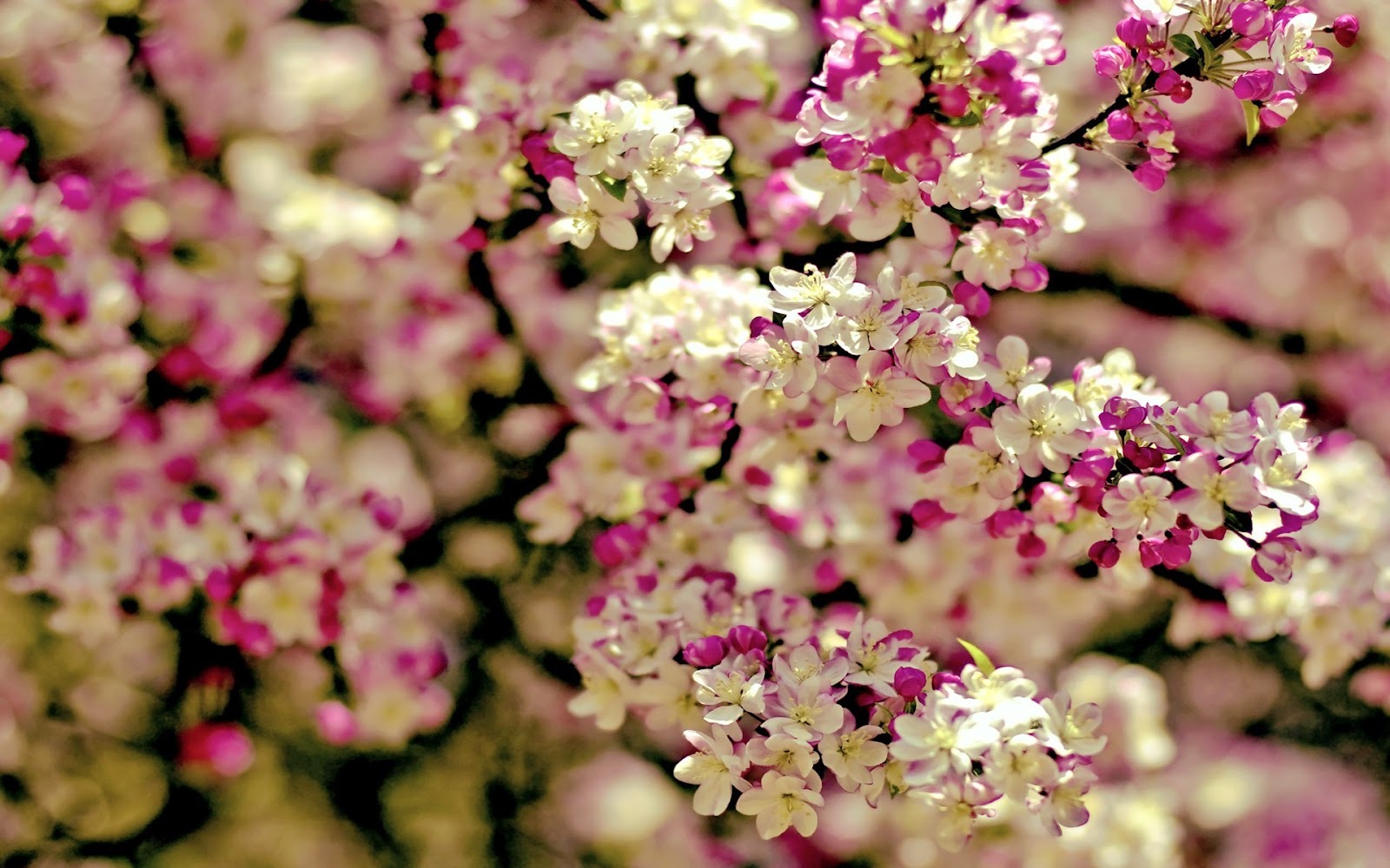 Larese Floral Design