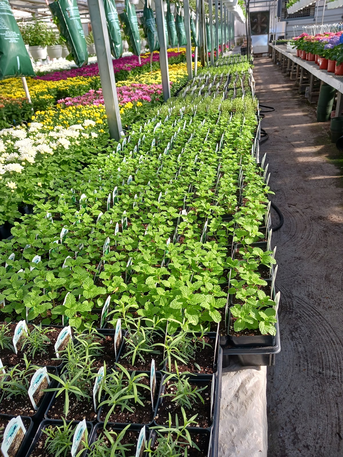 Larry O'Malia's Farm and Greenhouses