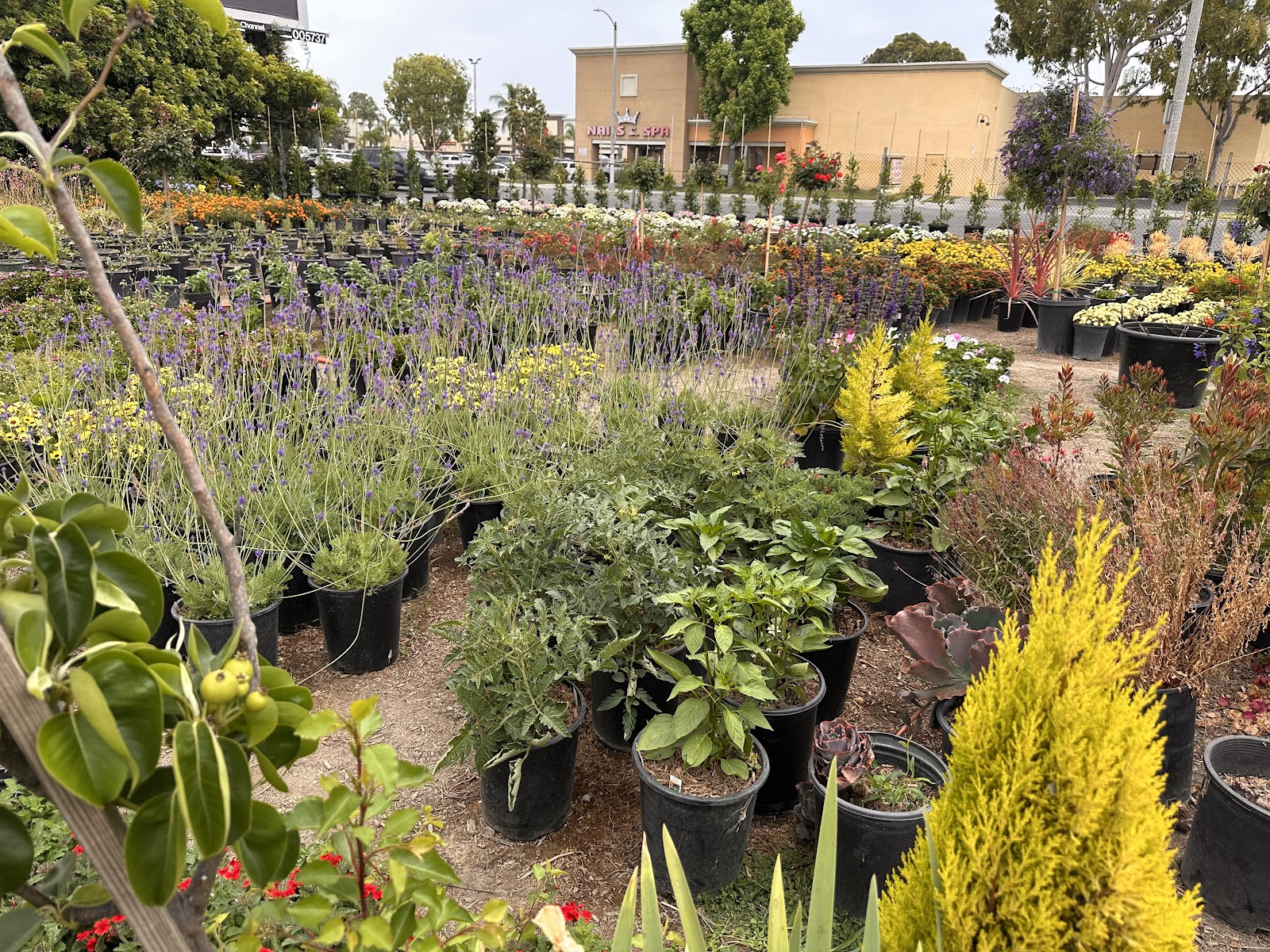Las Maravillas Nursery
