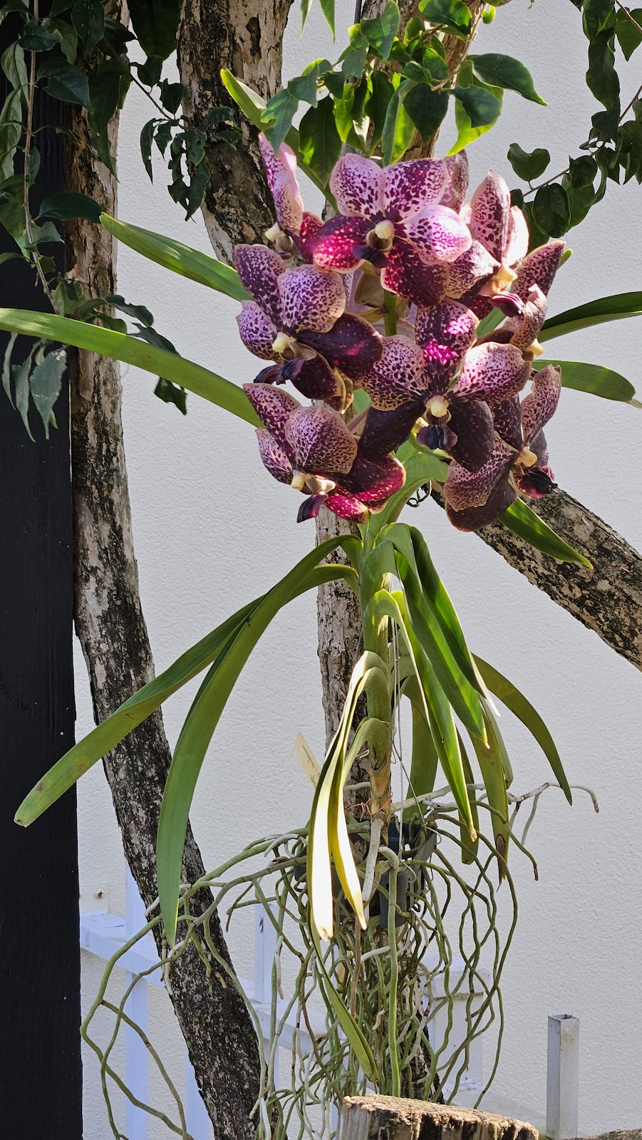 Laurel Orchids