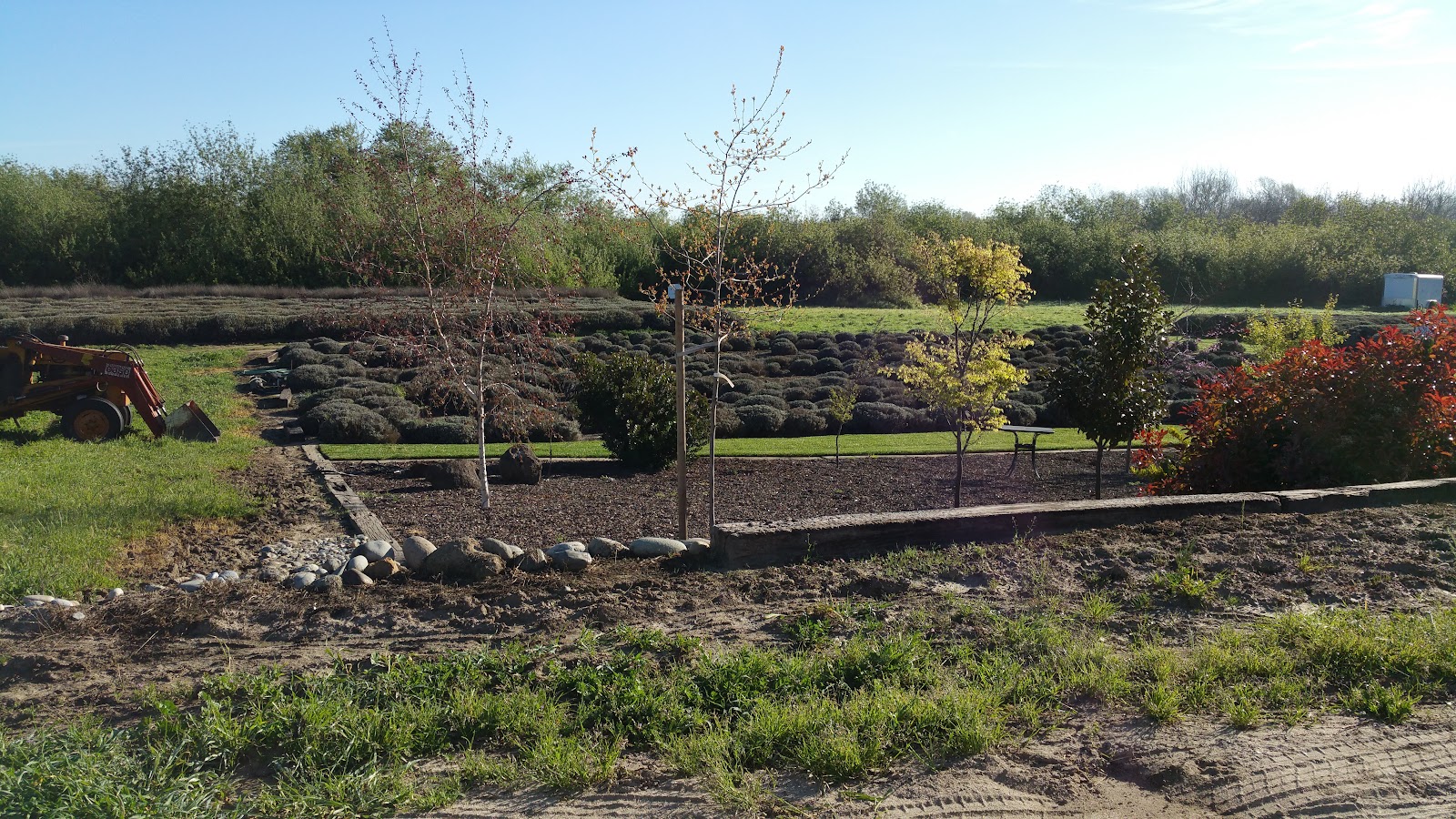 Lavender Hollow Farm