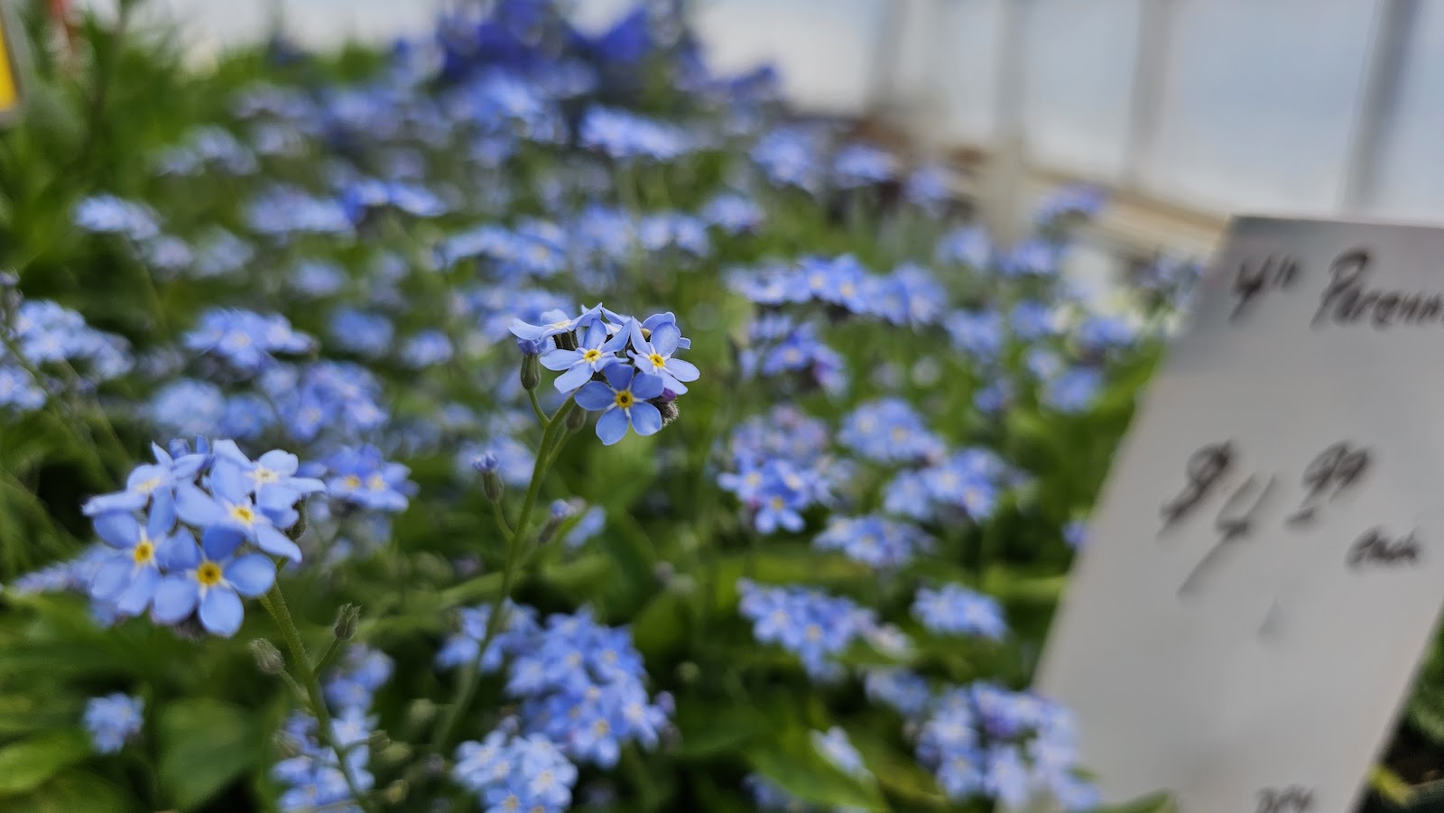 Ledgecrest Greenhouses