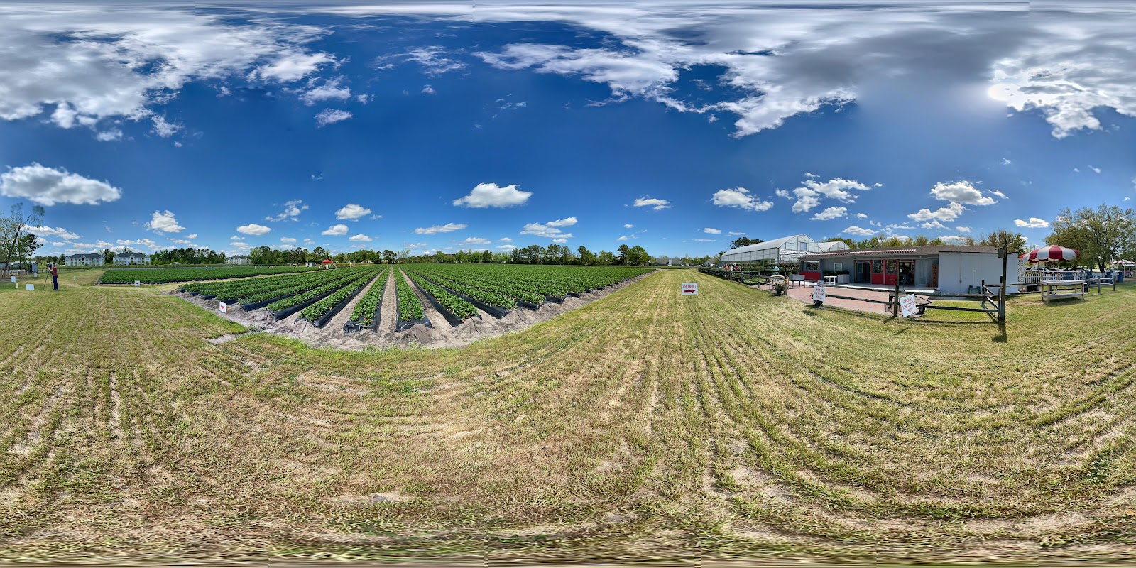 Lewis Strawberry Nursery & Farm