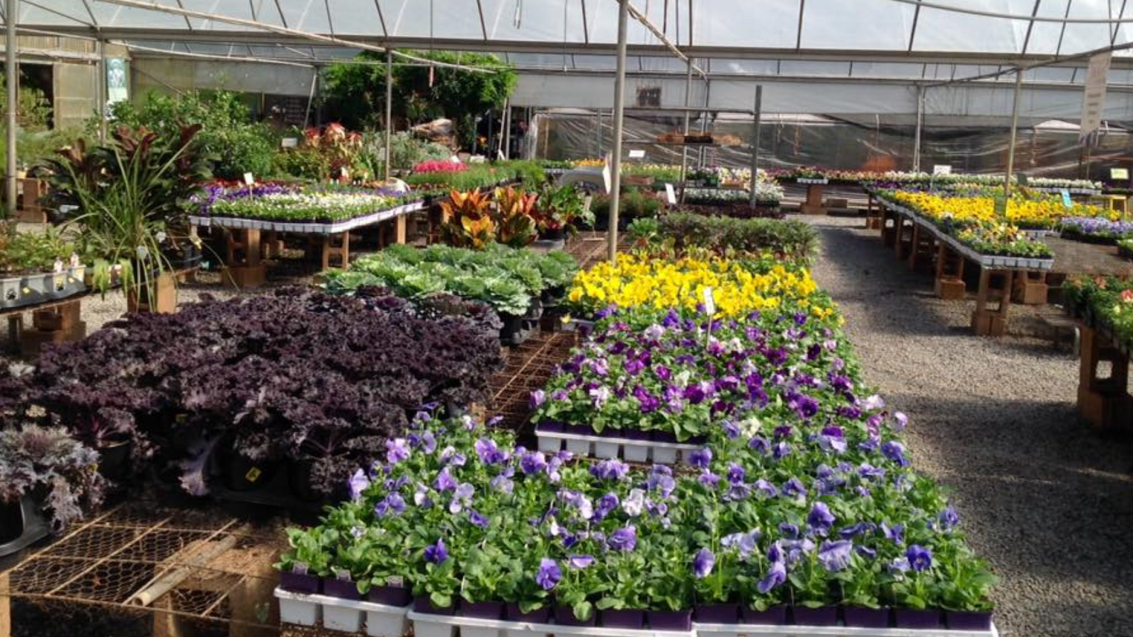 Lex Plant Farm & Garden Center