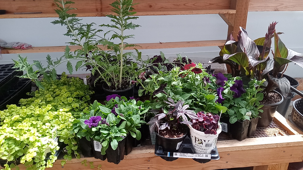 Lima Greenhouses