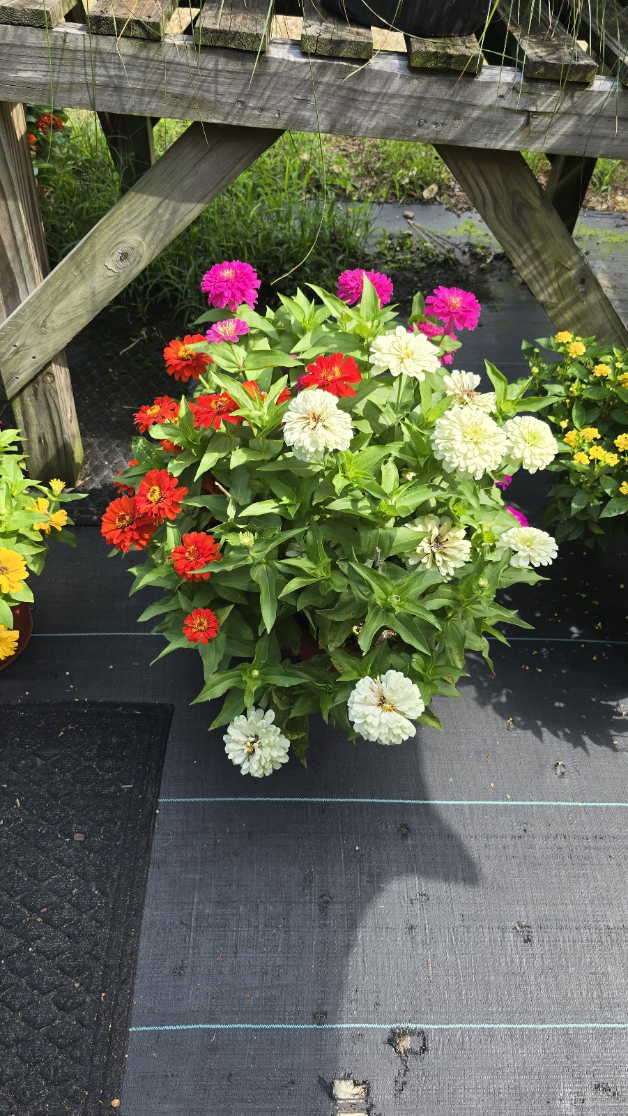 Linda's Greenhouse