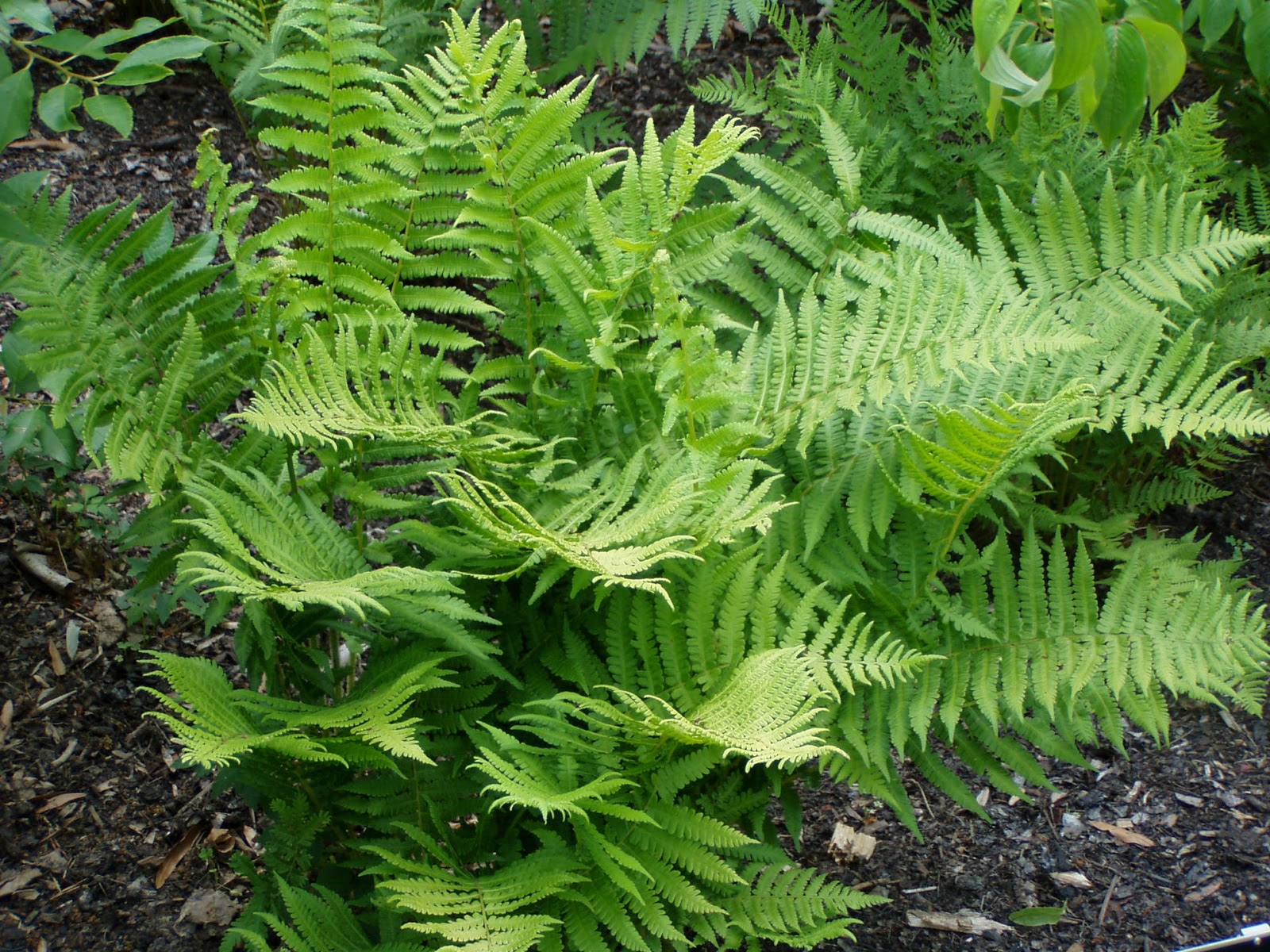 Linneas Greenhouse