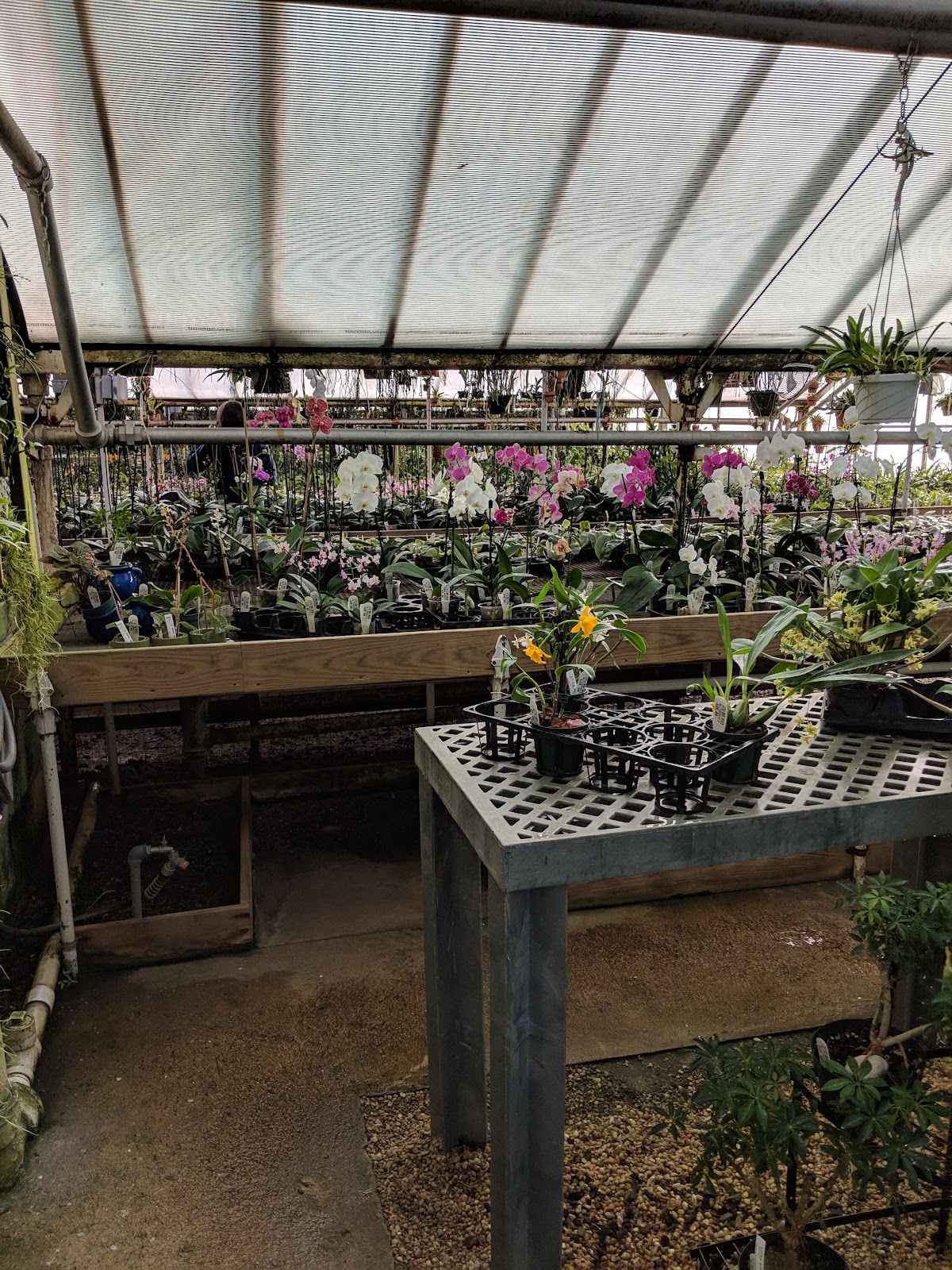 Little Brook Orchids