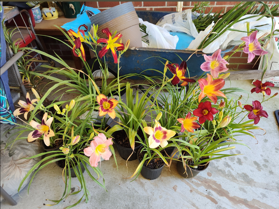Little's Nursery of Greenville