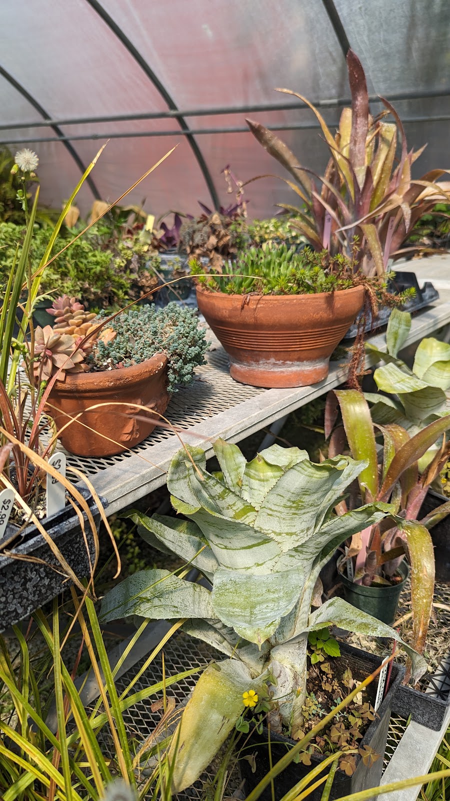Lohman's Greenhouse & Feed Store