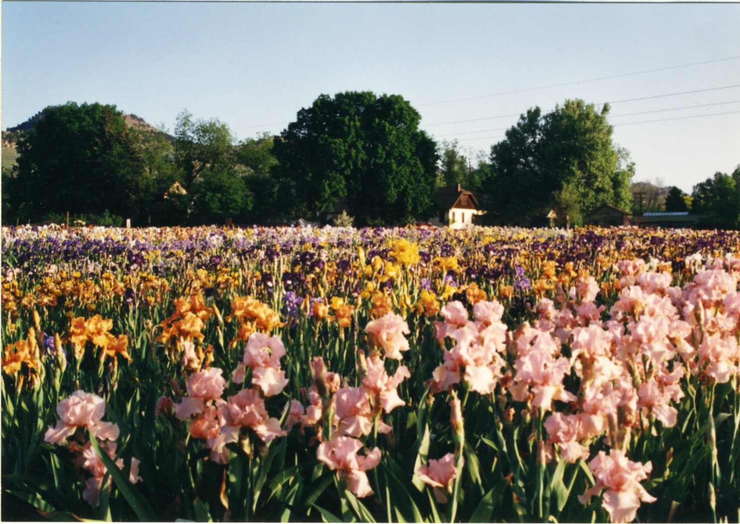 Long's Gardens