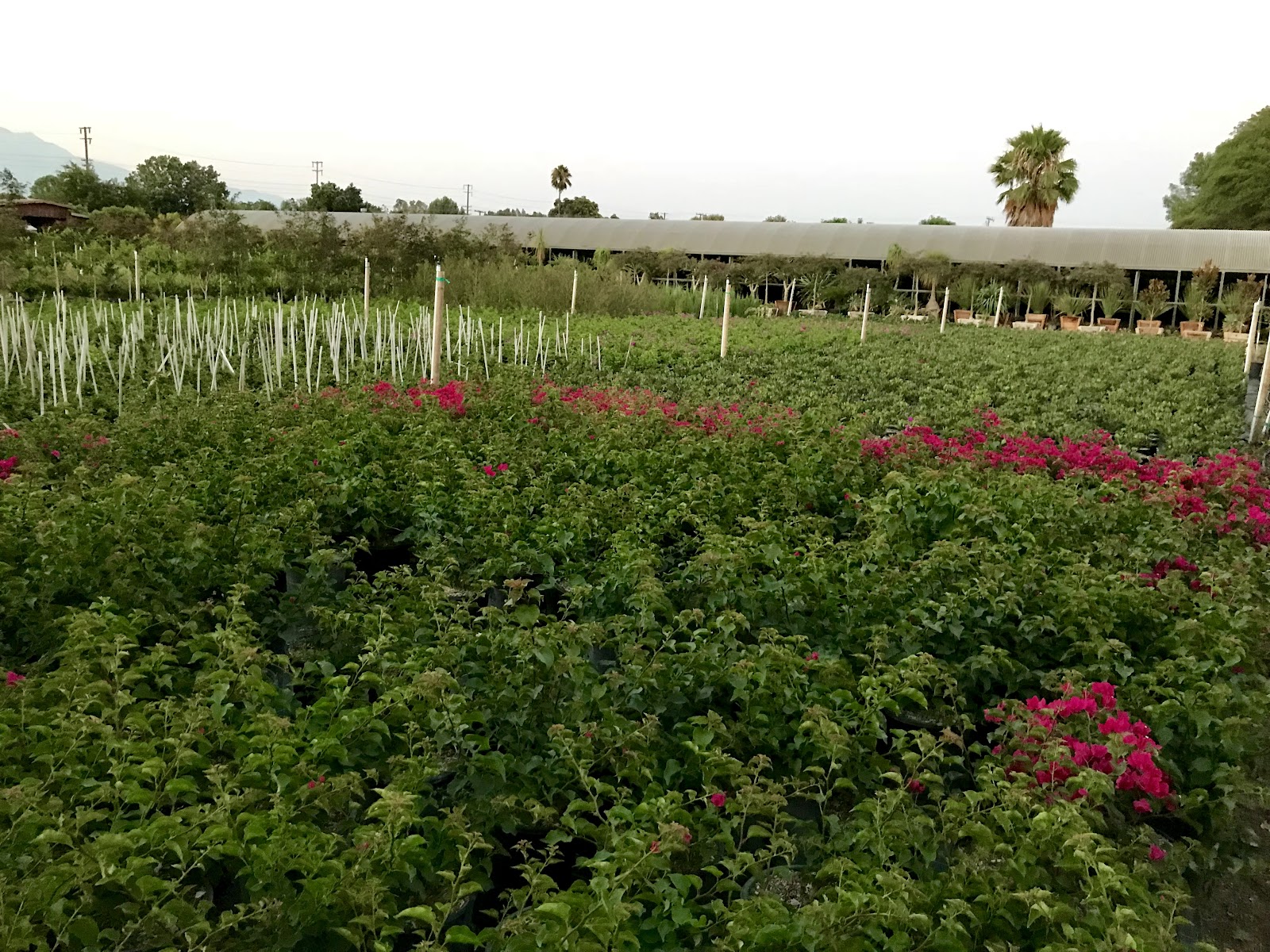 Lopez Nursery