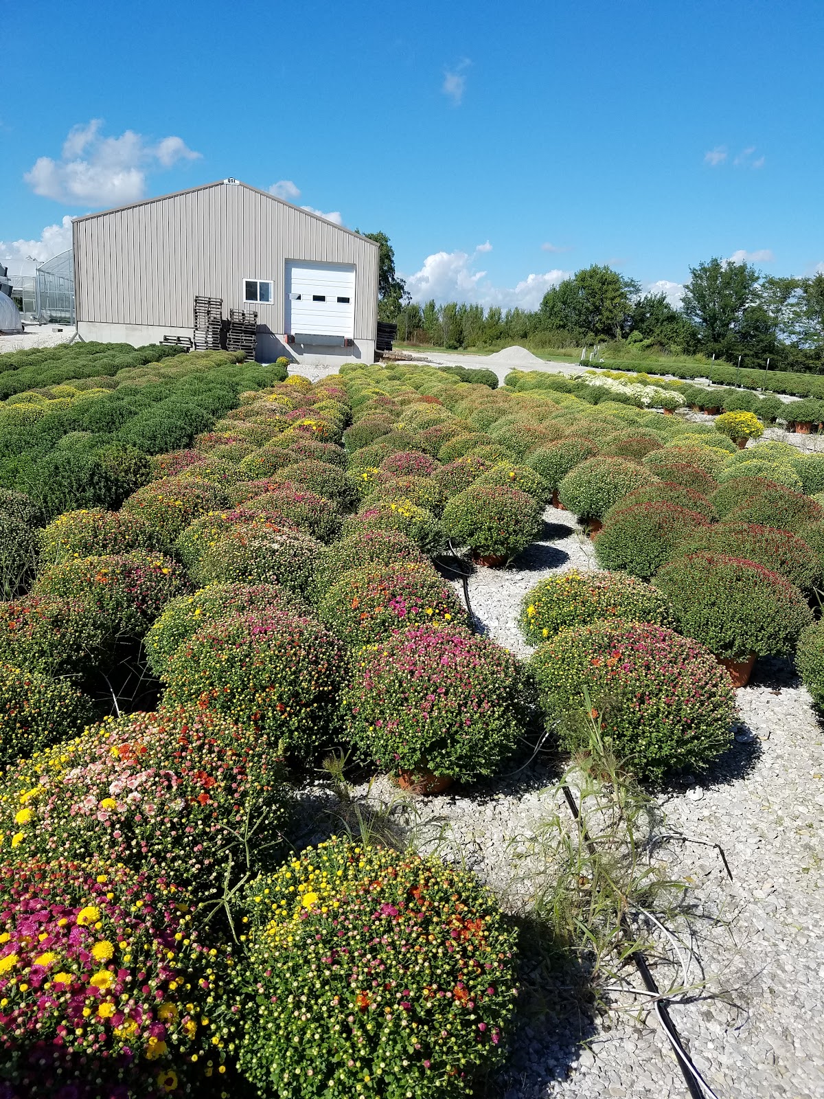Louisburg Nursery & Greenhouse
