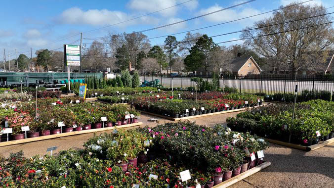 Louisiana Nursery
