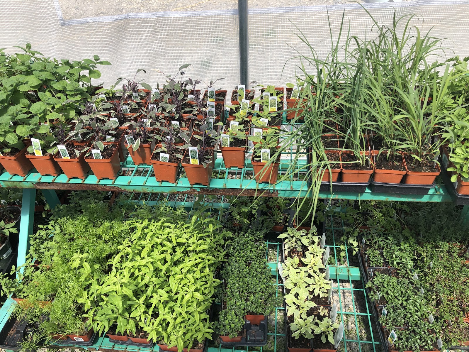 Love Rooted Greenhouse