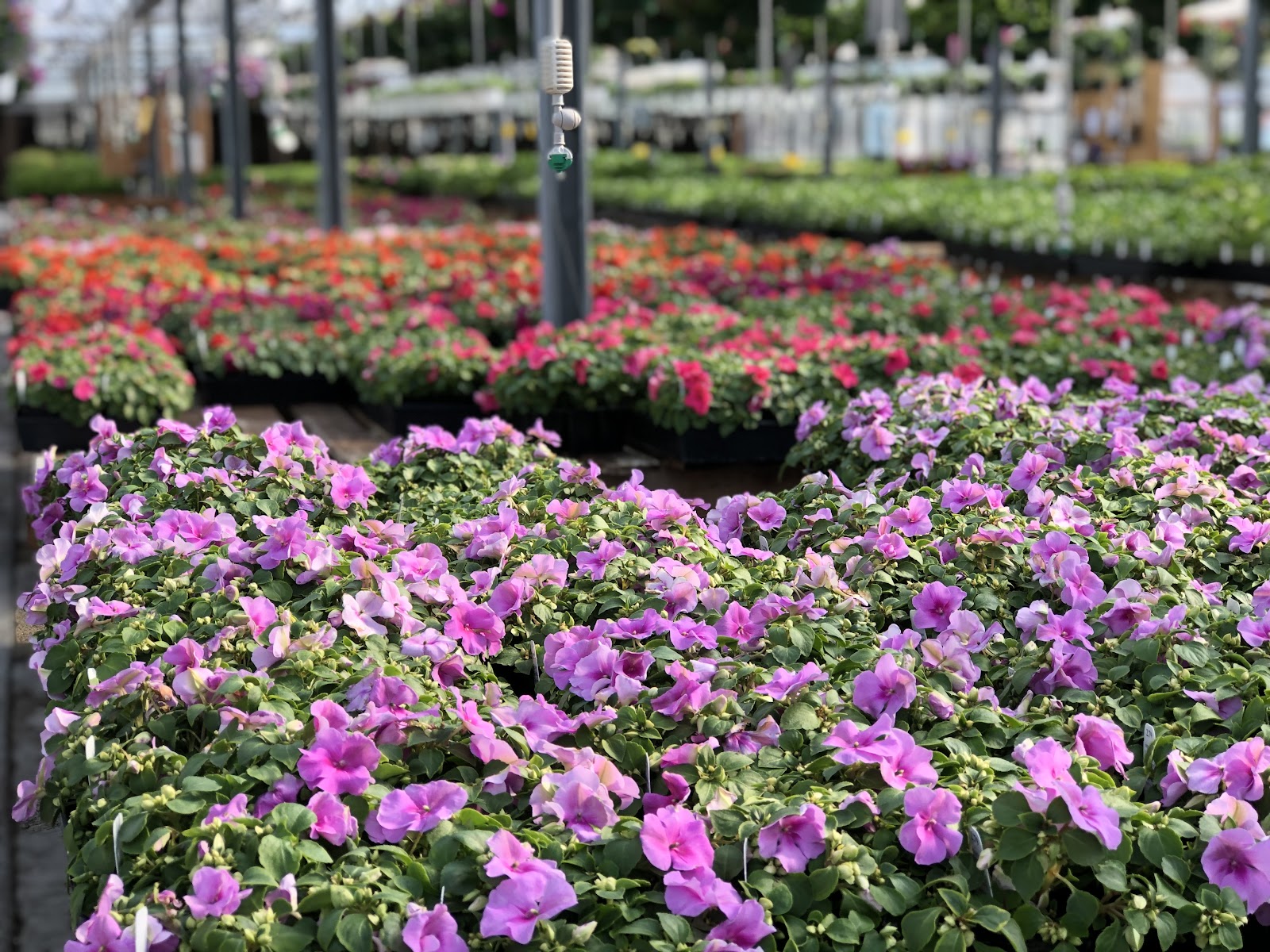 Loveland Gardens