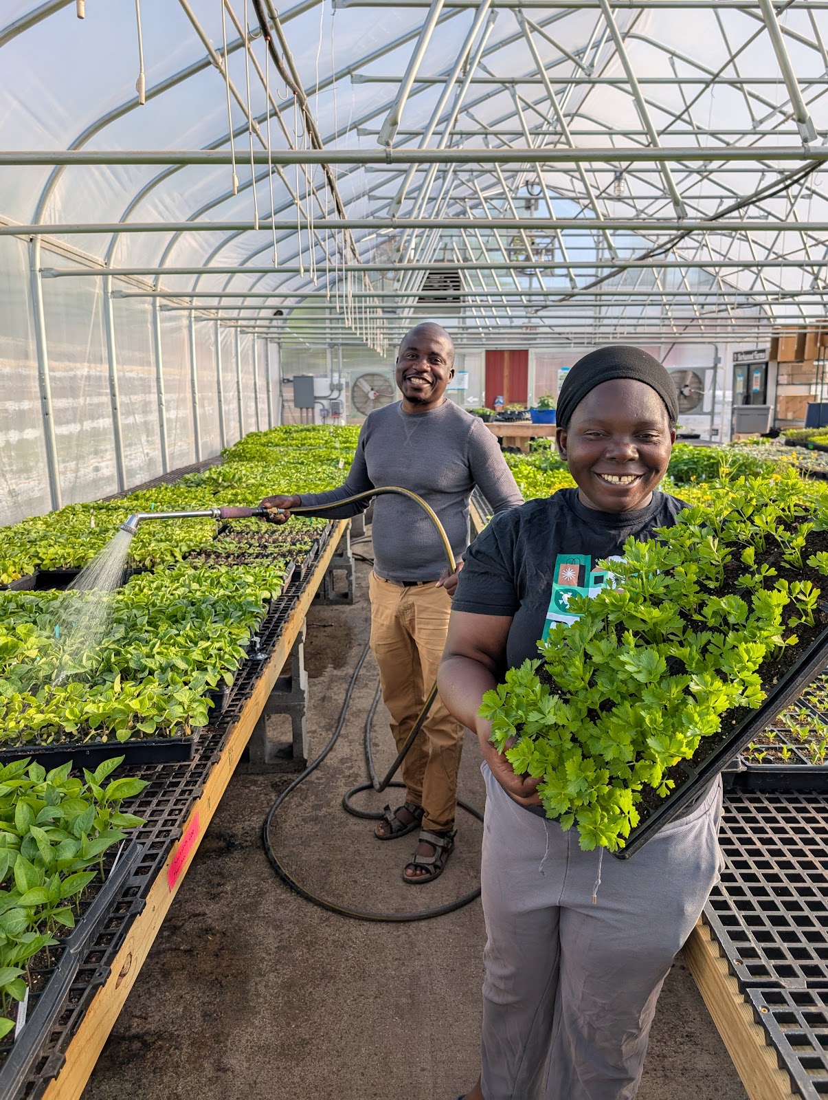 LSI Global Greens Greenhouse
