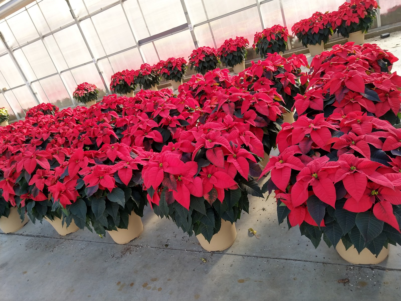 Lucas Greenhouses