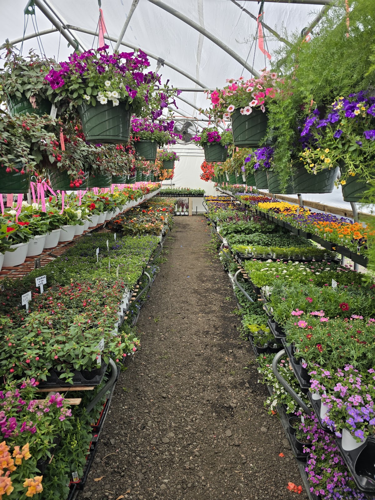 Lyn's Flowers and Garden