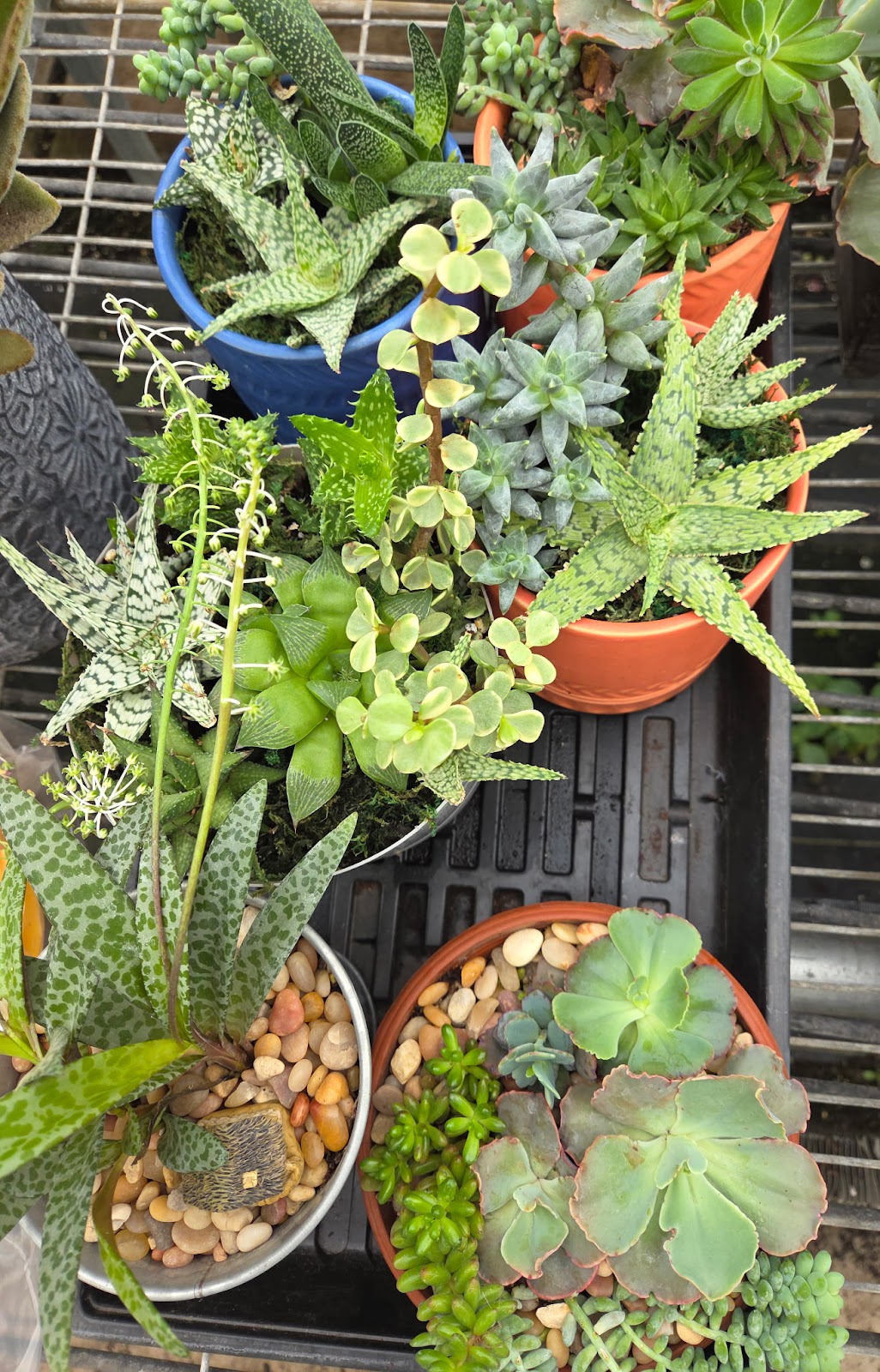 Maday's Wholesale Greenhouse