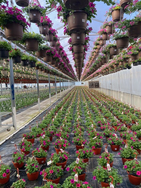 Maria Gardens LLC