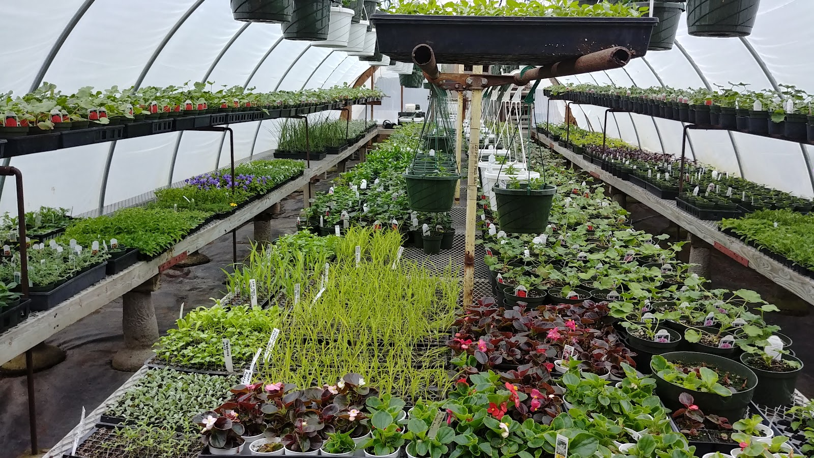 Marston Greenhouses