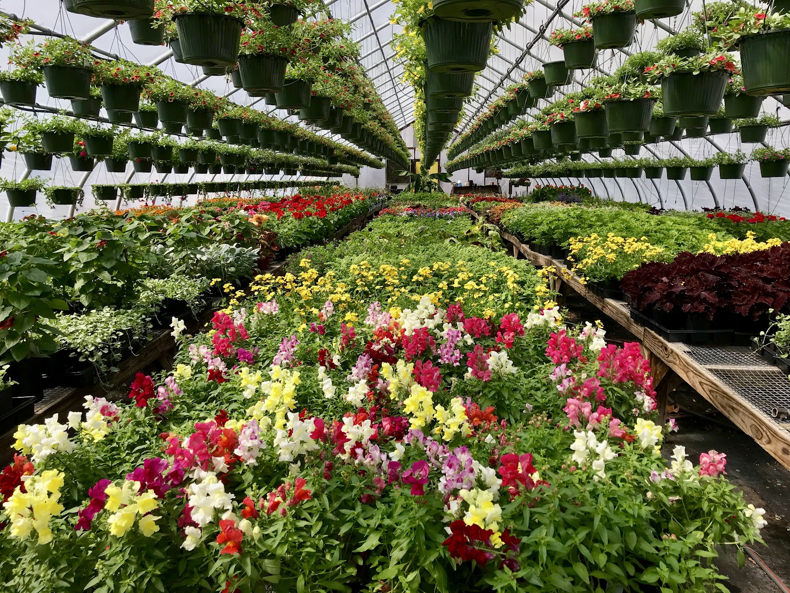 Martin's Greenhouse