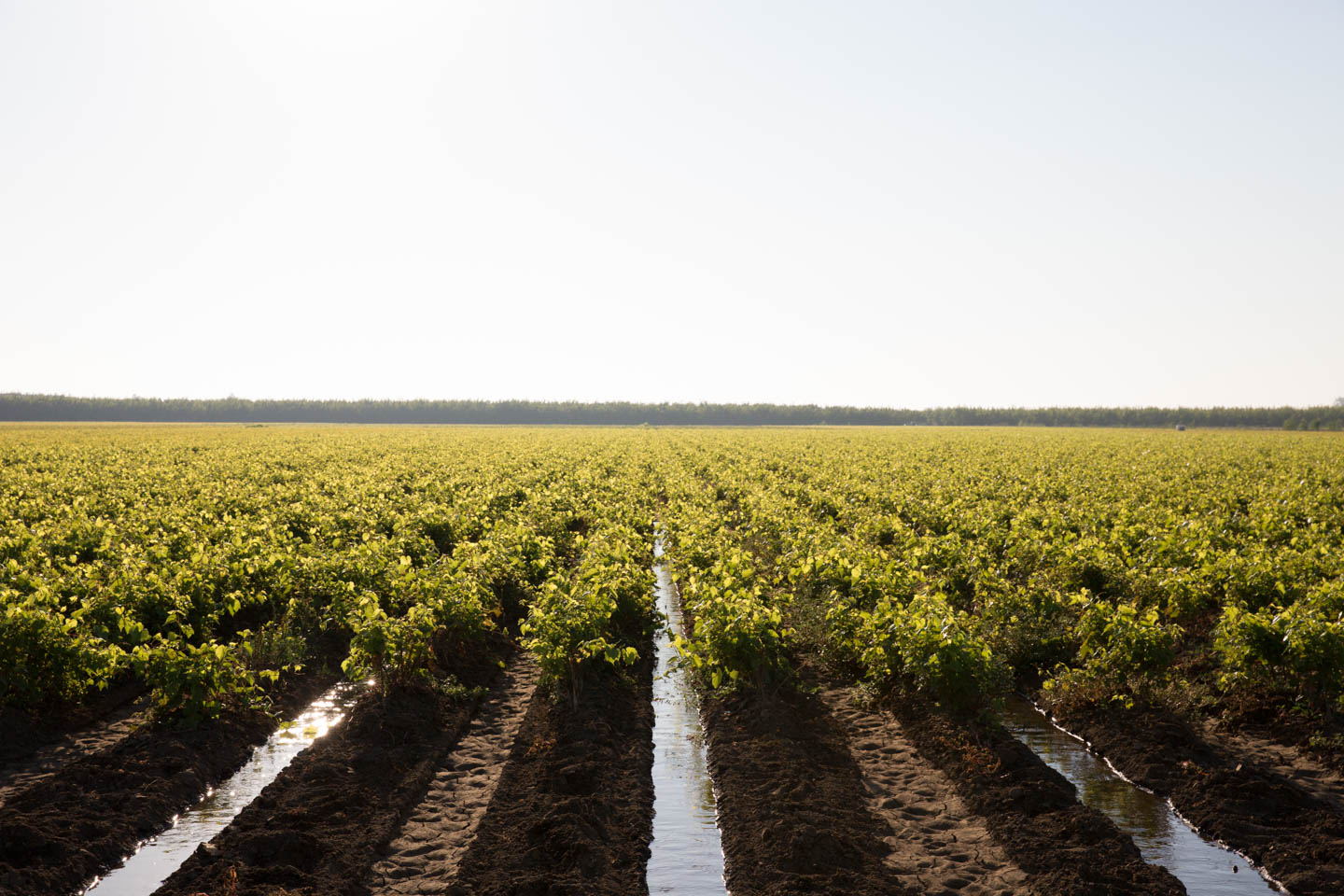 Martinez Orchards Inc