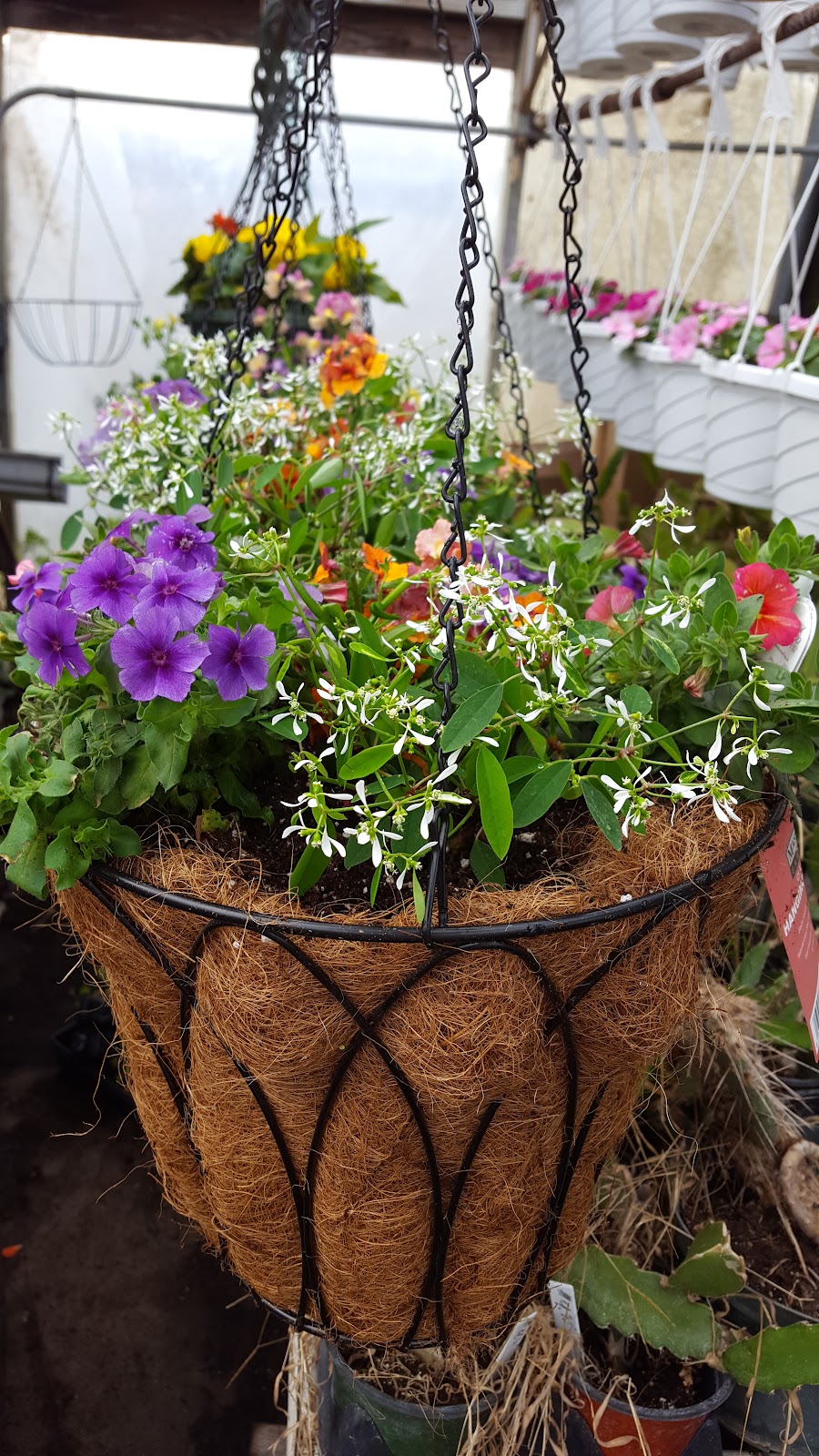 Martins Greenhouse And Nursery- South Bend