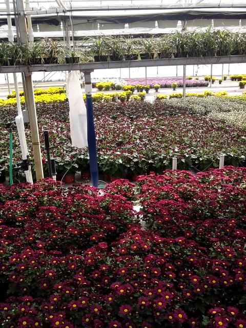 Masson Farms of New Mexico Inc
