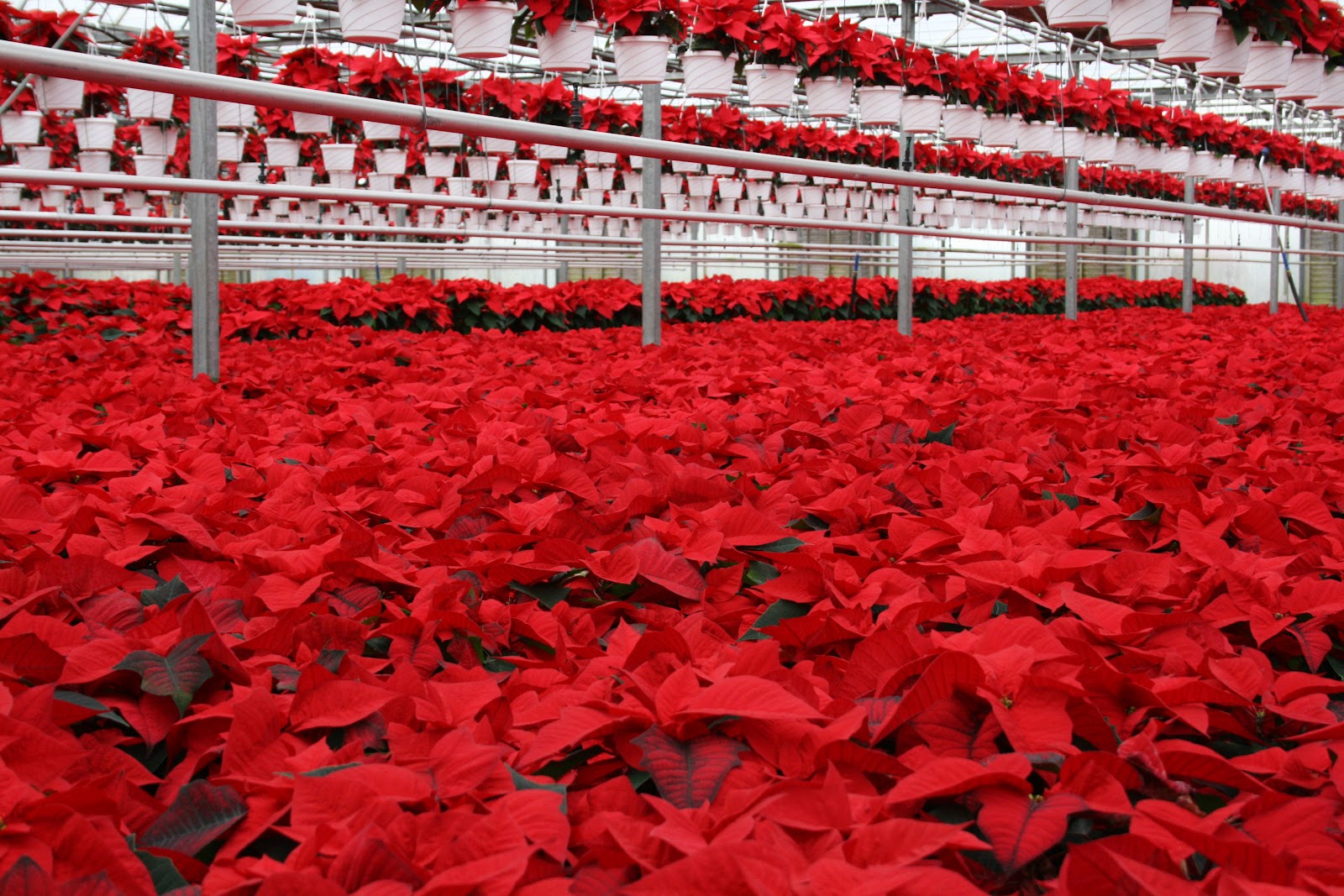 Mayfield Greenhouses