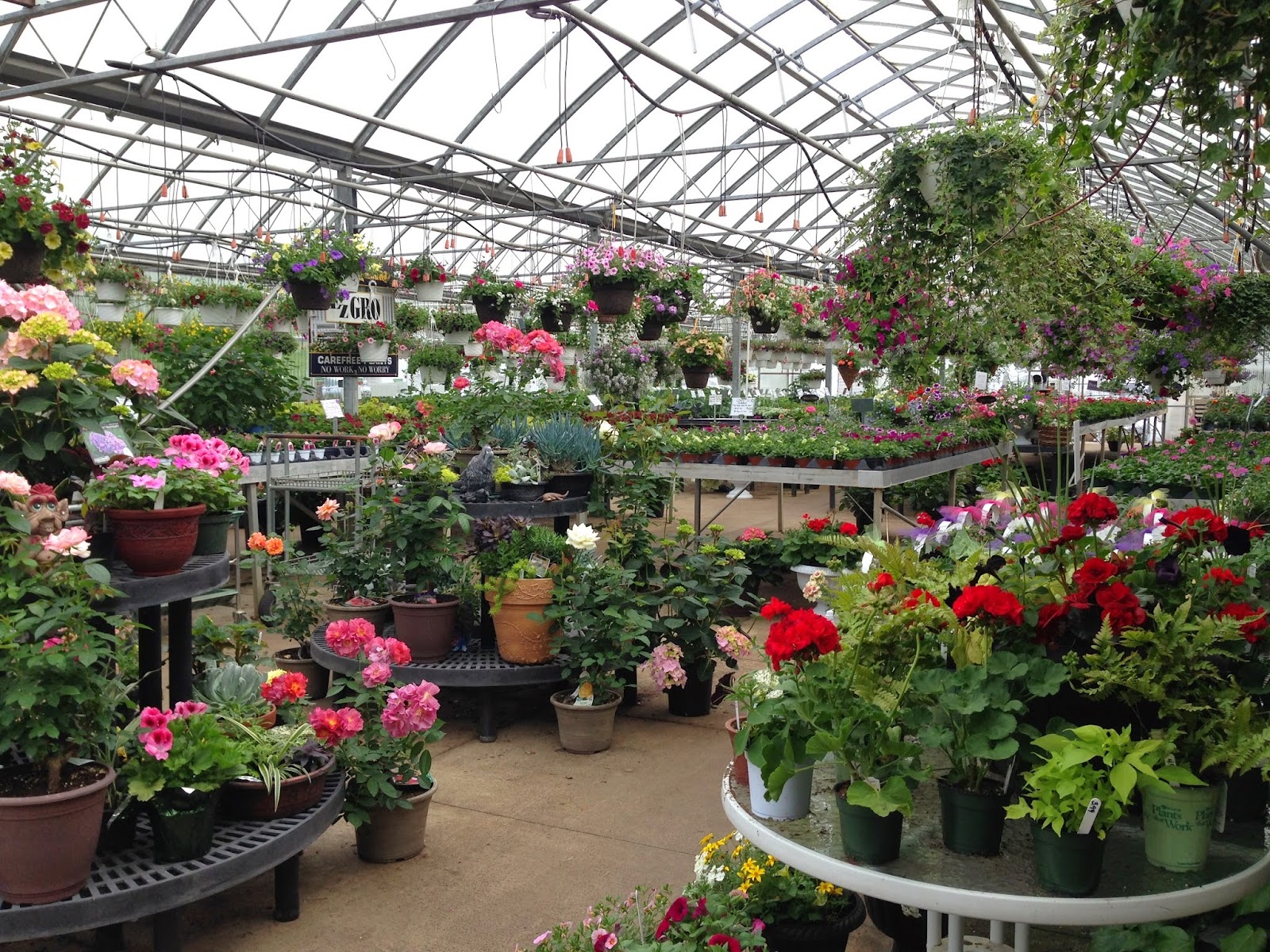 Mazzocca's Greenhouse