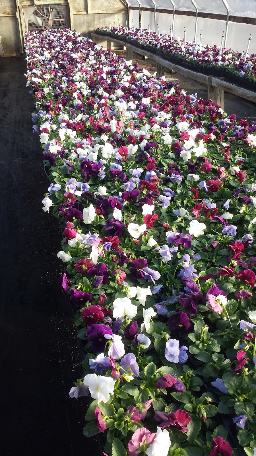 Mc Cauley's Greenhouses