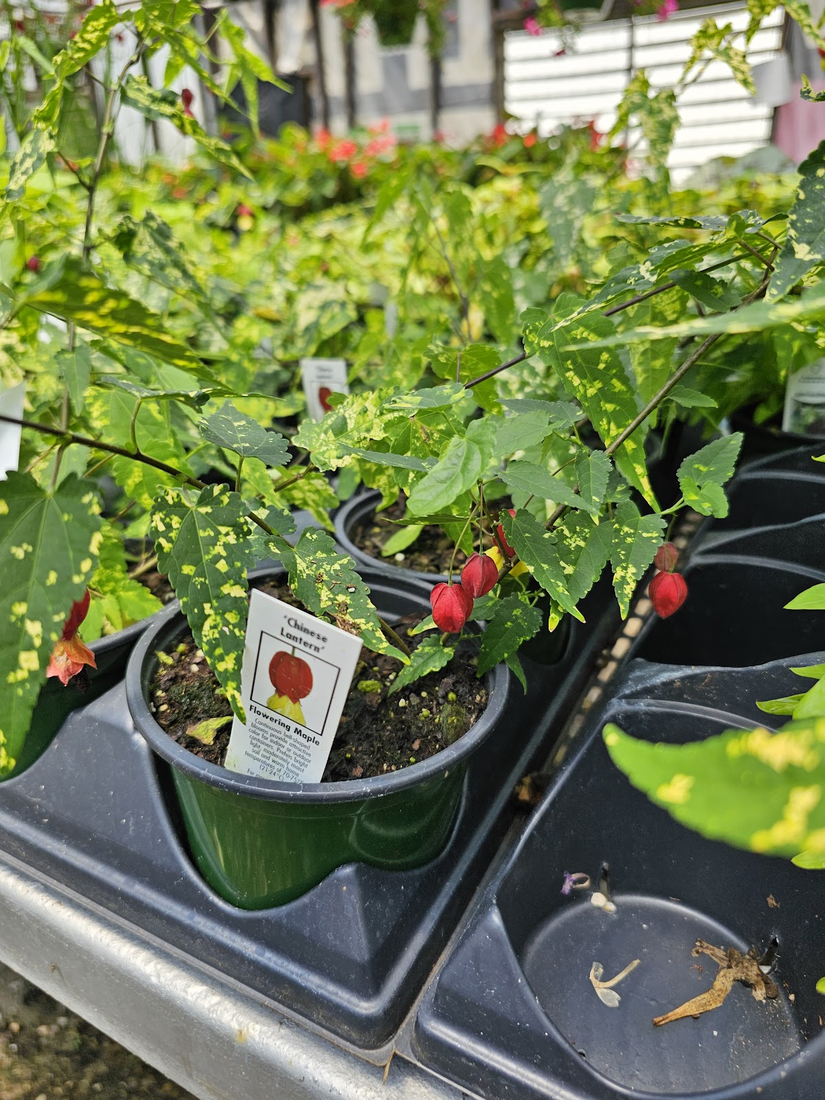 McAlister Greenhouses
