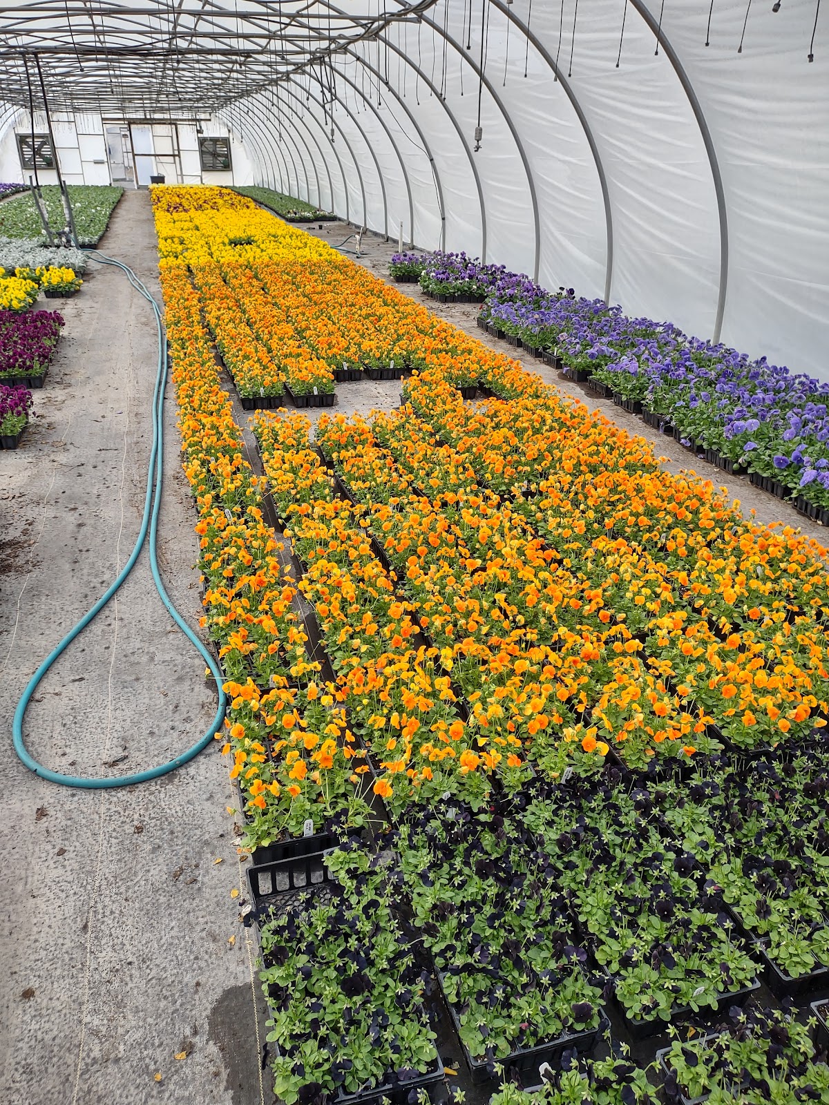 McAllister Greenhouses, Inc