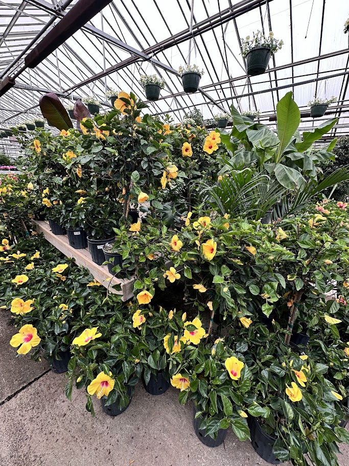 McNamara Florist
