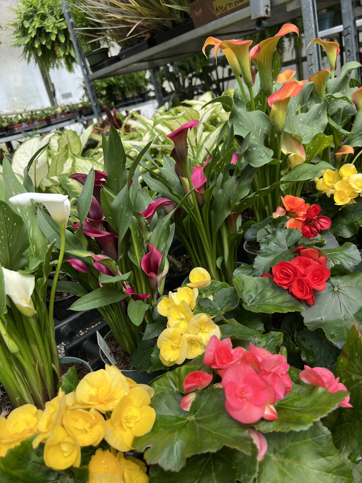 Merrimack Flower Shop & Greenhouse